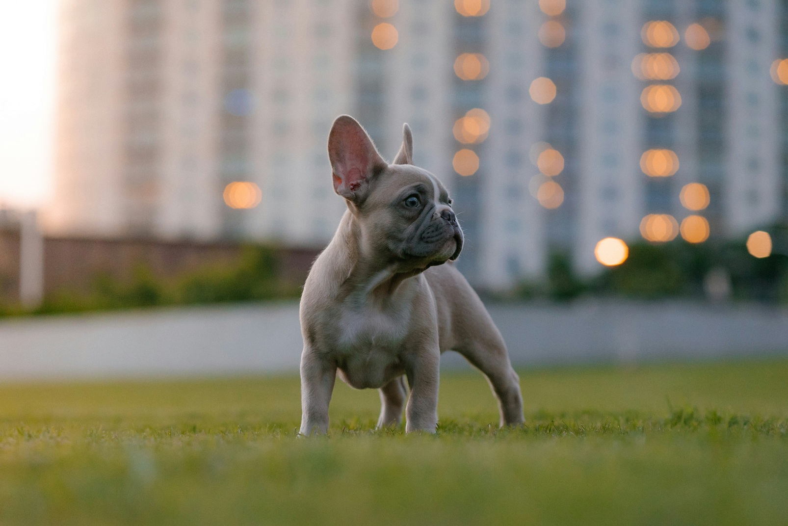 Francia bulldog egészségügyi ápolás útmutató